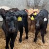 Angus Calves