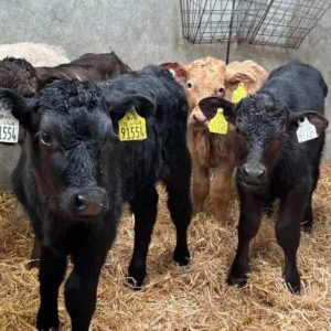 Angus Calves