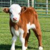 bull